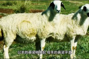 中国培育的第一个品种：新疆细毛羊，天山一枝花