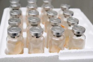 日本疫苗翻车了？累计39人接种后死亡，官方回应：不用过度担心