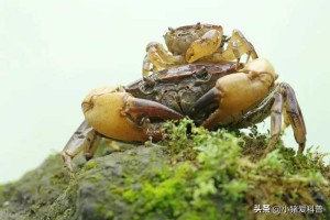 螃蟹进化论：如何从美食家变成战斗机器